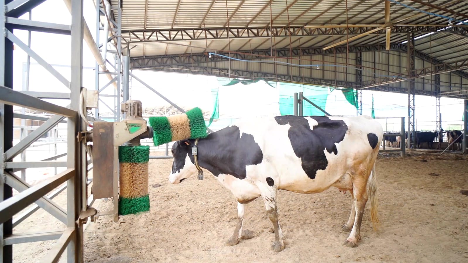 Cow grooming care at Tantia Cowfarm